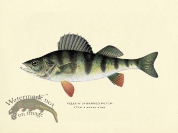 Perch - Yellow or Barred